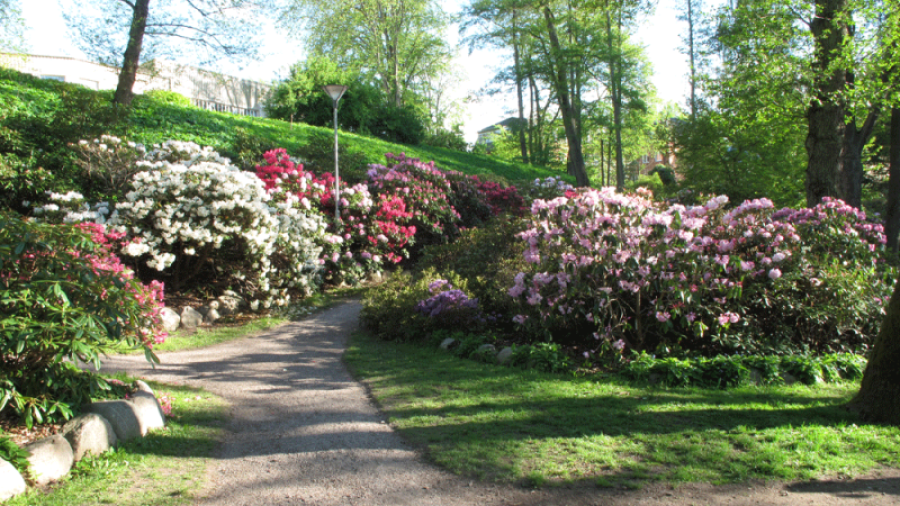 Rhododendronparken, Åbackarna